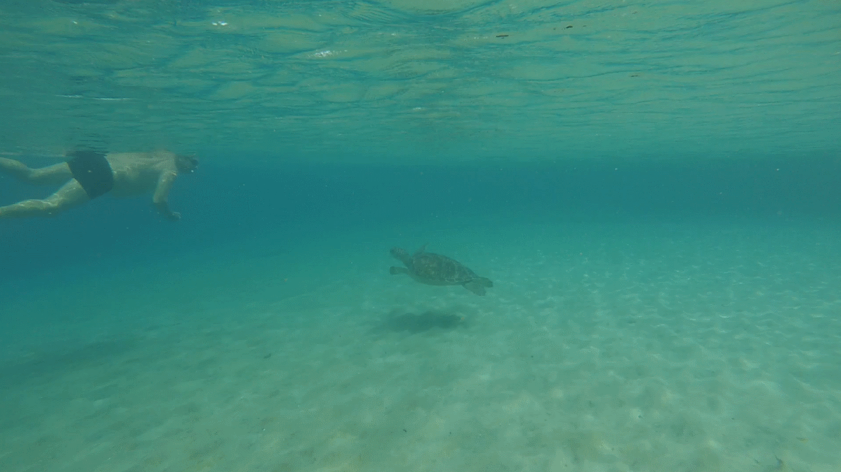 Tortues