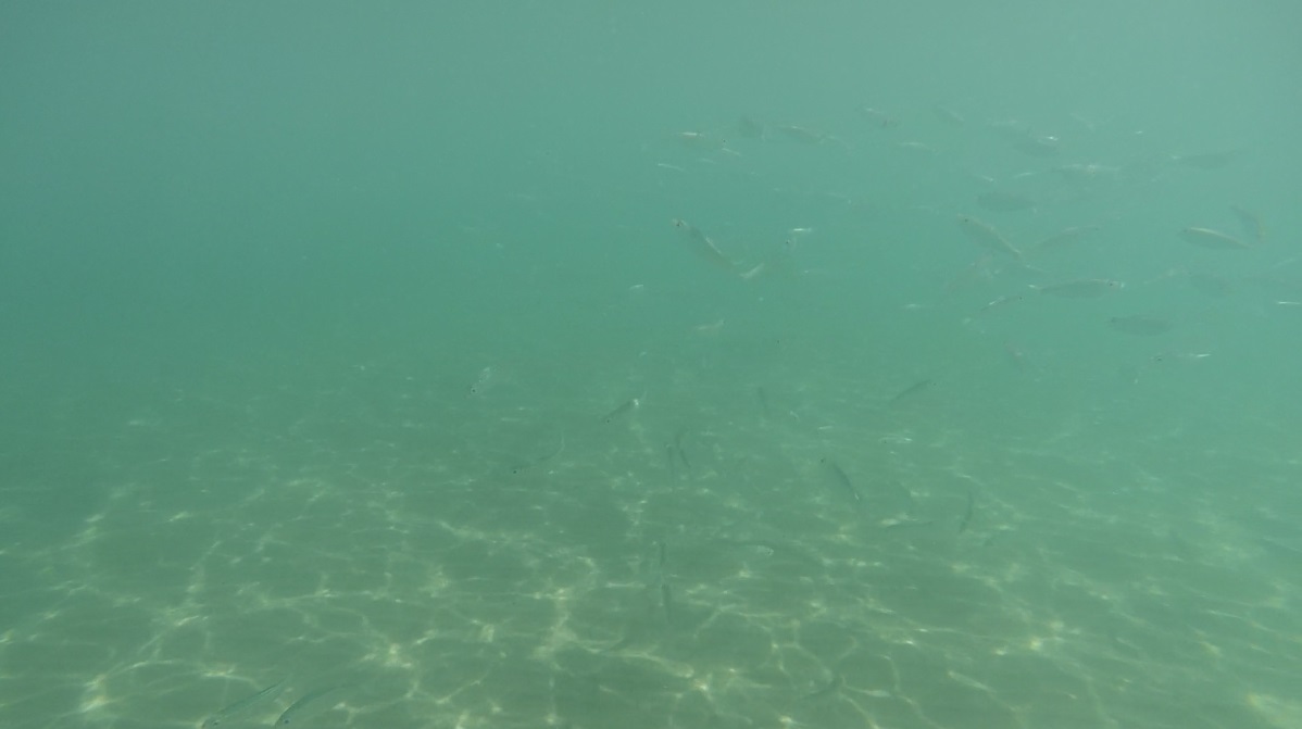 Sous l'eau